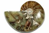 Polished Fossil Nautilus - Madagascar #328075-1